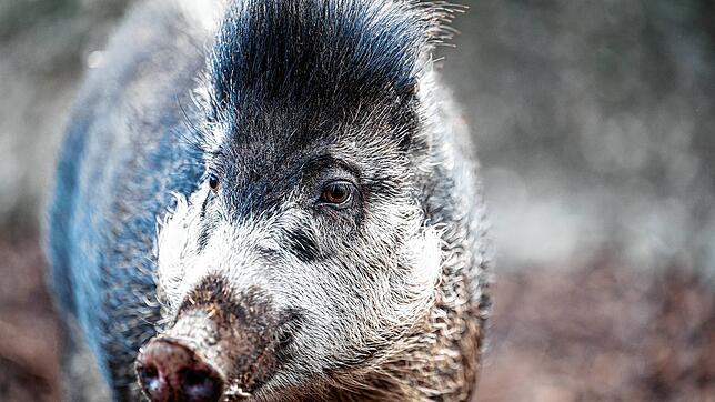 Das Zootier des Jahres ist das Pustelschwein
