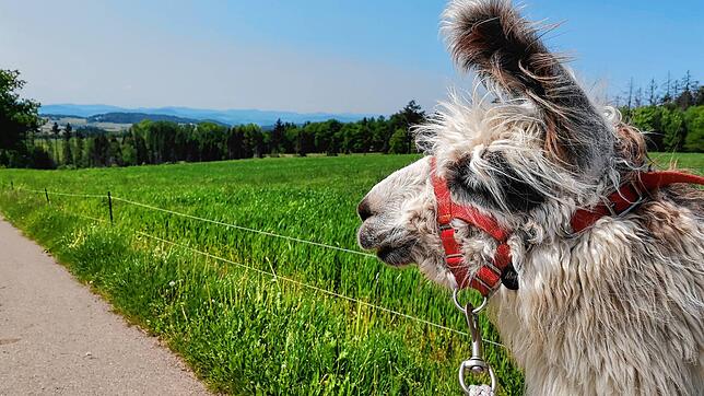 Wandern mit Lamas &ndash; in Remetschwiel ist das möglich.