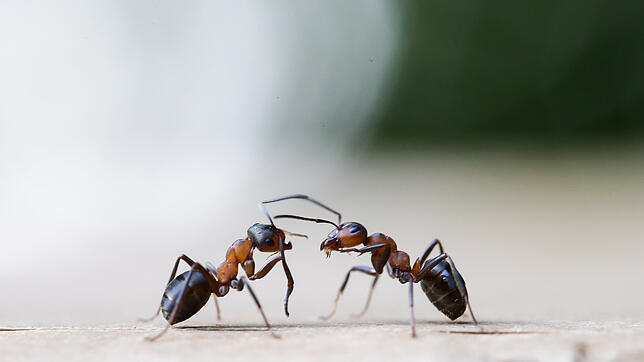 Die kleinen Tiere leben in Wäldern und im Garten, manche schaffen es gar ins eigene Haus. Von Insekten unterscheidet sie nicht viel.