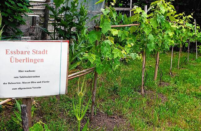 &bdquo;Hier wachsen Weintrauben zum allgemeinen Verzehr&ldquo;: Viktor Schlak geht es nicht um den Eigennutz, sondern die Freude am ...