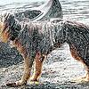 Erfrischende Hundstage: Diese Hündin schüttelt sich das Wasser aus dem Fell. Die nächsten Tage wird es erst mal kühler.