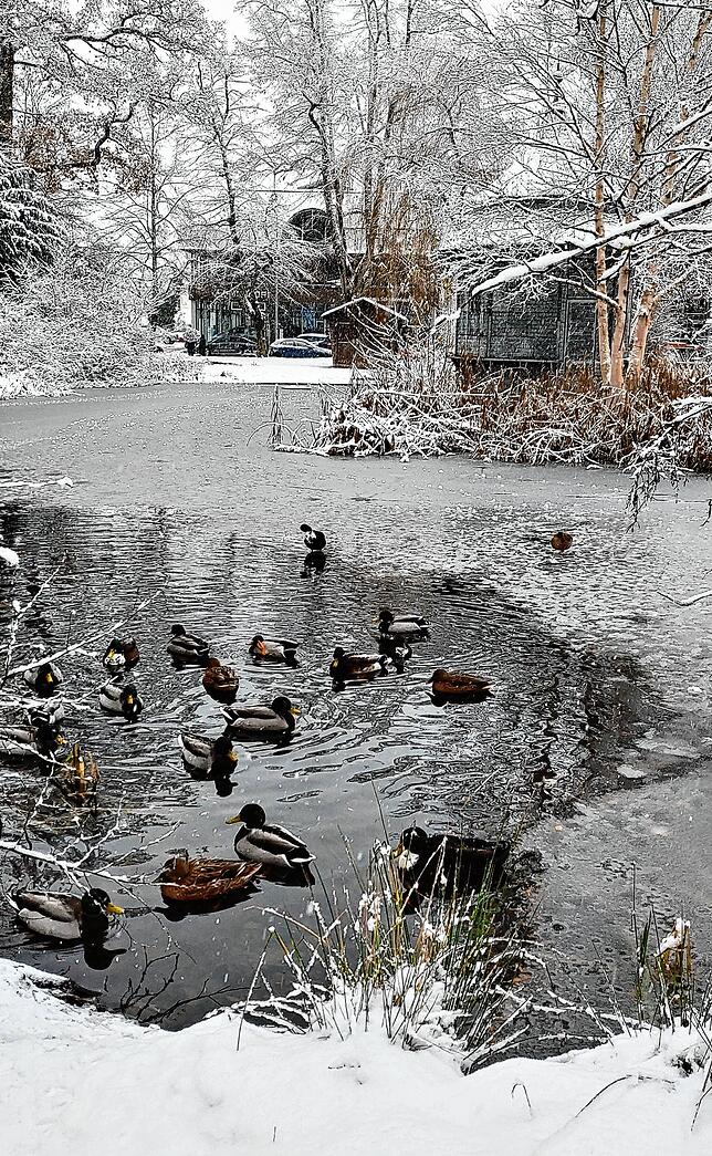 Auf dem Eisweiher in Villingen tummeln sich seine tierischen Bewohner.