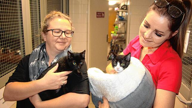 Katerchen Peps fühlt sich bei Tierheimleiterin Indra von Gersdorff (rechts) sehr wohl. Rolex ist bei Caroline Meer (links), der ...