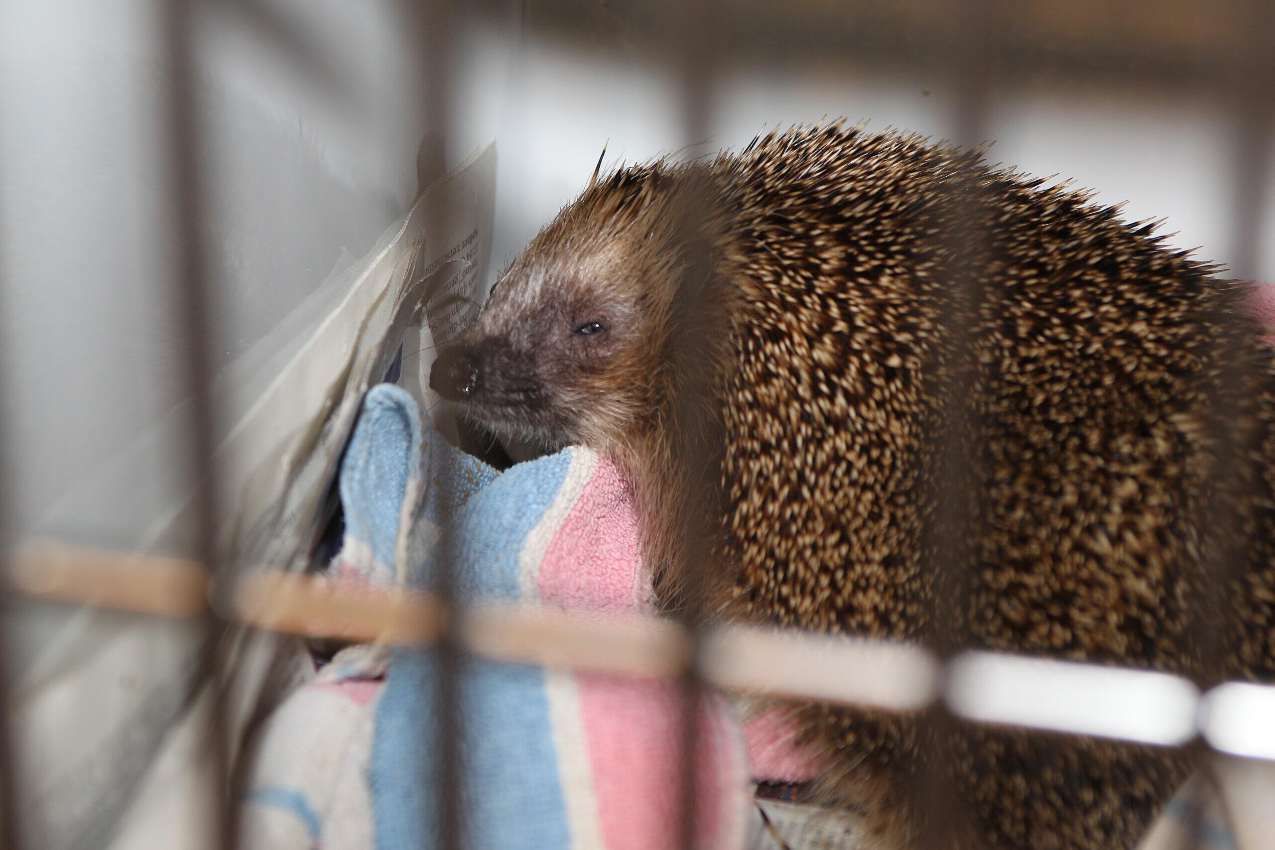 Bad Dürrheim: Wenn Igel Hilfe brauchen, ist die Igelstation Igelherz in ...