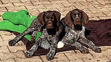 Die Hundewelpen Layka und Leks.