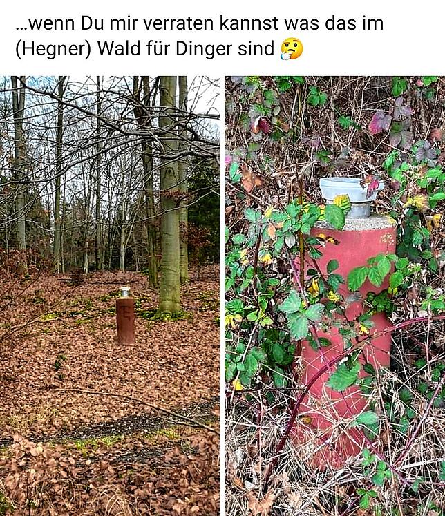 Da Linda Hartmann nicht wusste, was diese roten Säulen im Wald zu bedeuten haben, fragte sie die Facebook-Gemeinde um Rat.