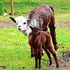 Ihr Neugeborenes Primalia lässt die frischgebackene Alpaka-Mama Joy nicht aus den Augen. Das Fohlen, bei den Alpakas &bdquo;Cria&ldquo; ...