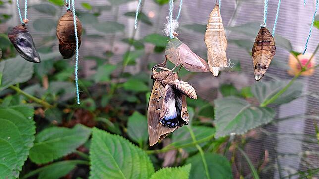 Ein frisch geschlüpfter Schmetterling aus dem Kokon, muss sich erst noch entfalten und seine Flügel trocknen.