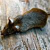 Unser Bild zeigt eine kleine Ratte die sich ihren Weg durch eine Parkanlage bahnt. In Villingen am Eisweiher haben sich die Tiere ...