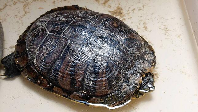 Zurzeit vorübergehend im Tierheim: Die Wasserschildkröte &bdquo;Morla&ldquo;.