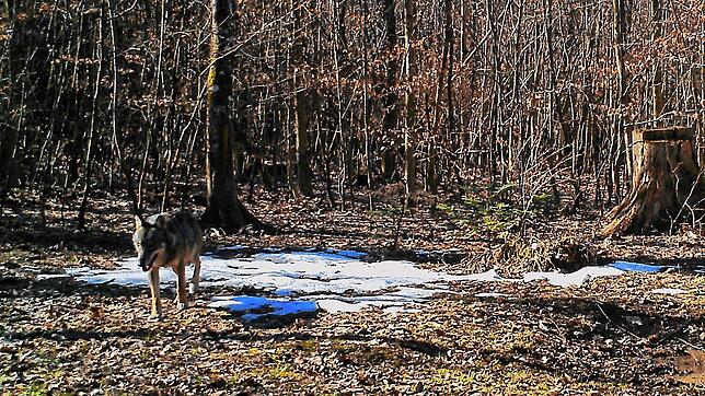 Das erste Wolfsfoto im Aargau entstand im Februar 2019 in Erlinsbach &ndash; ob dieser Wolf im Mai drei Lämmer in Oberhof, das nur etwa ...