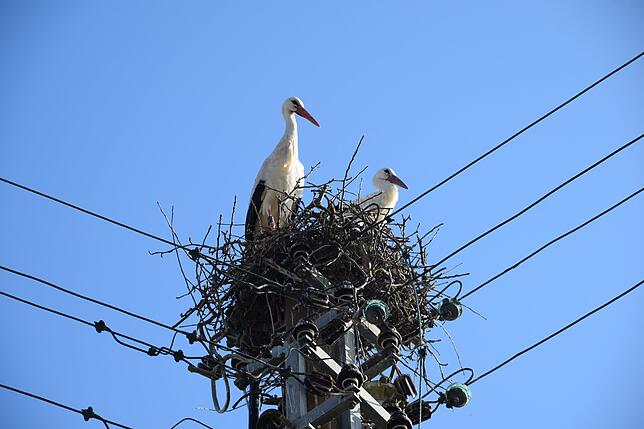 Bild 5: Premiere in Bodman: Störche bauen ein Nest auf einem Strommast