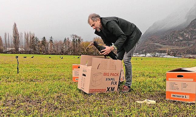 Im vergangenen Winter wurden die Vögel in Frickingen eingepackt und in Südtirol wieder ausgepackt.