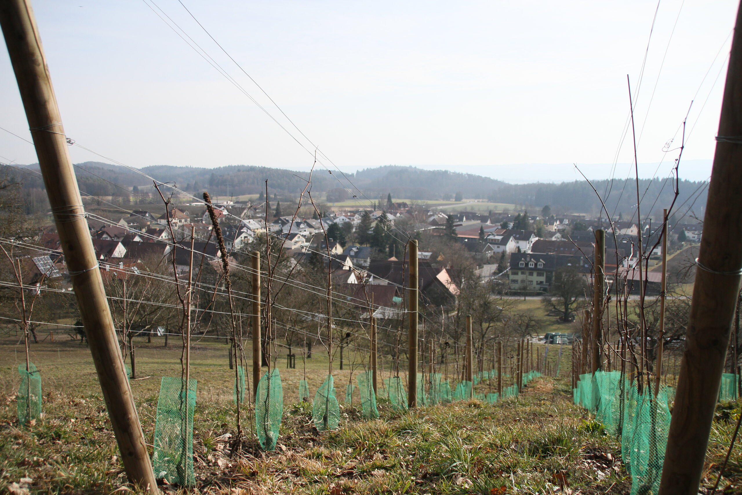 Allensbach: Seit zwei Jahren wird in Kaltbrunn wieder Wein angebaut. Wir zeigen, wem der kleine ...