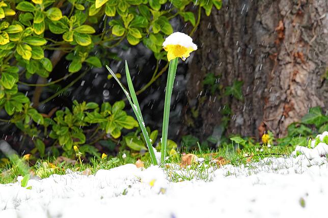In Konstanz bedeckt der Schnee Osterglocken und andere Frühjahrsblumen.