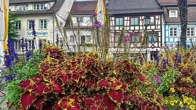 Bild 6: So schön ist der Herbst in Stockach: ein Fotospaziergang