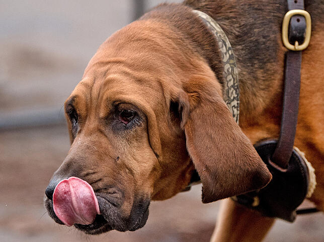 Bloodhound Ein Bloodhound - das ist die Rasse des Hundes mit den längsten Ohren der Welt.