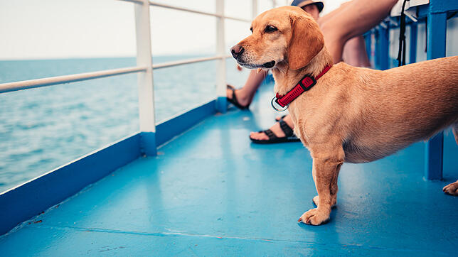 Auch Vierbeiner genießen die frische Meeresbrise – auf ausgewählten Kreuzfahrtschiffen dürfen Hunde mit an Bord.