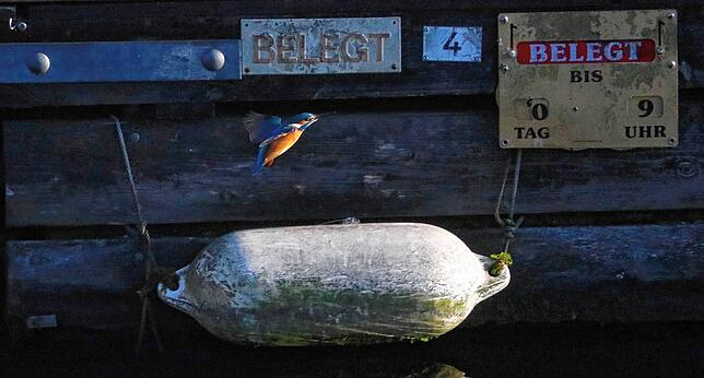Die Schilder im Hafenbecken mit der Aufschrift „belegt“ scheinen den Eisvogel bei seiner Futtersuche nicht zu stören.