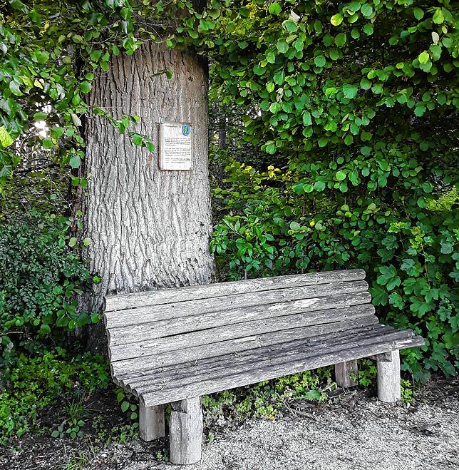Die Heideggerbank am &bdquo;Feldweg&ldquo;, erinnert an den Platz, den der Philosoph Martin Heidegger gerne aufgesucht hat.