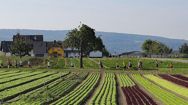 Laufen vor traumhafter Kulisse: Momentaufnahme beim 26. Insellauf auf der Reichenau. Bild: peter Pisa