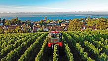 Der neue Traubenvollernter des Maschinenrings Linzgau im Einsatz auf dem Fohrenberg oberhalb von Meersburg.