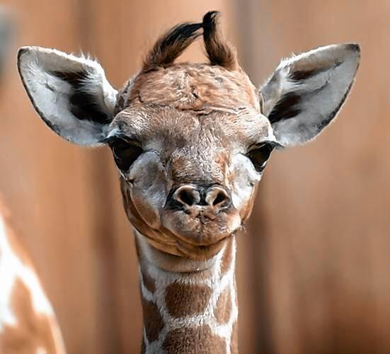 Oder die Giraffe, die wir ebenfalls zu den niedlichsten Tieren der Welt zählen.
