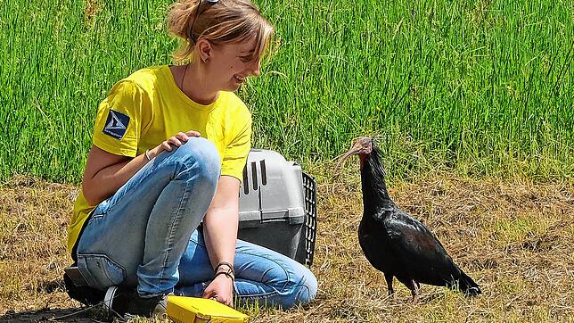 Bereits im Mai 2020 war Zoppo der allererste Rückkehrer am Bodensee gewesen und von Anne-Gabriela Schmalstieg begrüßt worden (Foto). Im ...