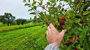 Kein Kavaliersdelikt: Obst auf einer frei zugänglichen, aber privaten Plantage bei Überlingen.