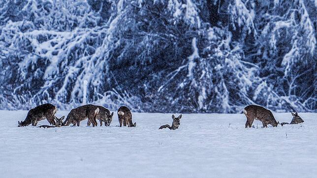 Rehe im Schnee, aufgenommen hat unser Fotograf die Bilder am Samstag, 2. Dezember, im Wollmatinger Ried.