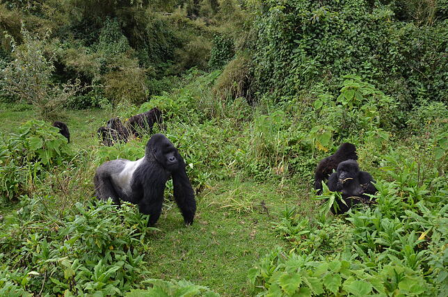 Von 600 im Vulkan-Nationalpark lebenden Berggorillas wurde einige an den Besuch von Menschen gewöhnt.