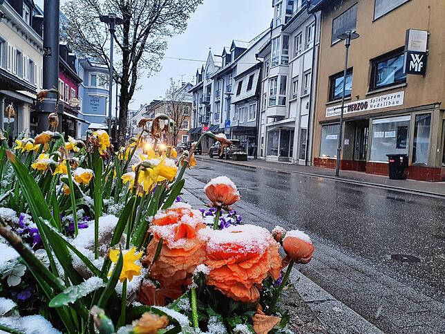 Schneehäubchen zieren die Frühlingsblumen am Morgen des 2. April 2022 in der Hauptstraße in Wehr.