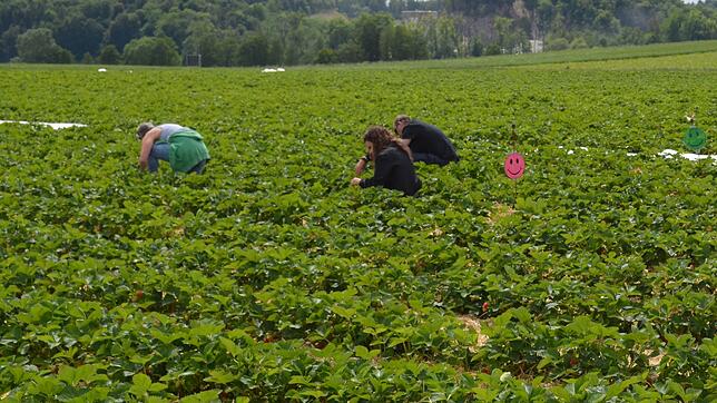 Diese Menschen pflücken bei Eigeltingen legal Erdbeeren. (Symbolbild) Bei Wutöschingen haben sich eine Frau und ein Mann dagegen ...