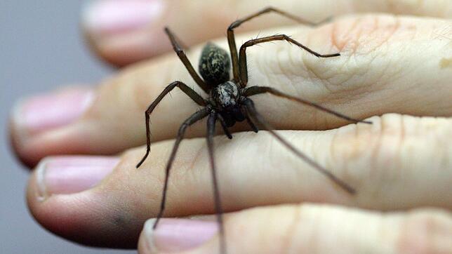 Eine Winkelspinne - der Kontrahent der Zitterspinne. Wer gewinnt dieses Duell? Und wer tötet den anderen?