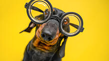 Eine Brille brauchen Hunde wohl kaum, aber wie sehen die Fellnasen eigentlich die Welt?