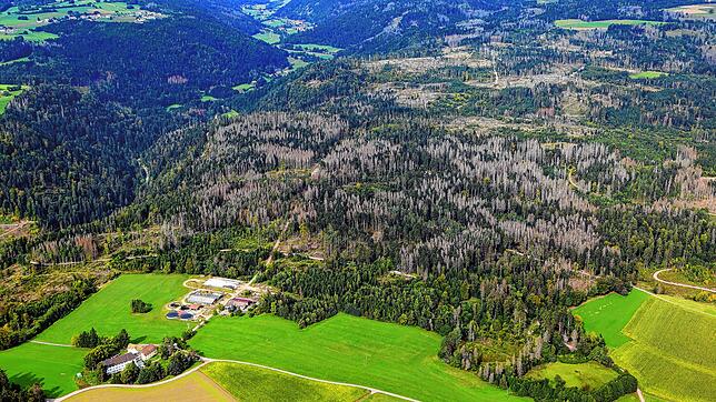 Der Fichtenwald um Unteralpfen bei Albbruck. Deutlich zu erkennen sind die vielen abgestorbenen Bäume. Fichten leiden besonders unter ...