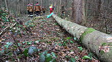 Bild : So kommt der Narrenbaum vom Wald in die Stadt