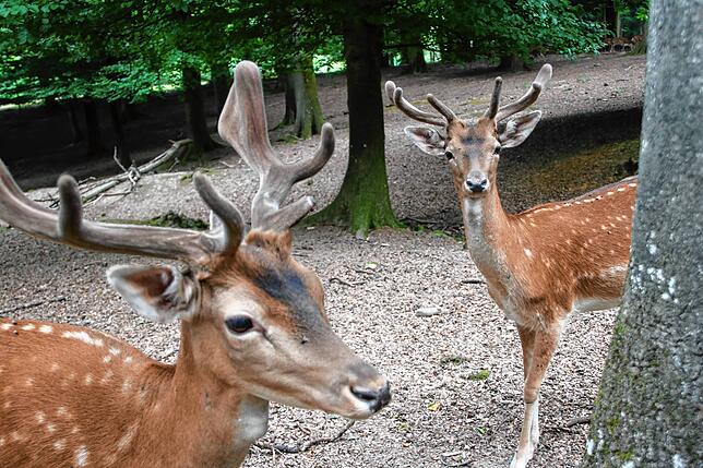 Bild 25: SÜDKURIER öffnet Türen im Waldshuter Wildgehege &ndash; und wir haben die Bilder