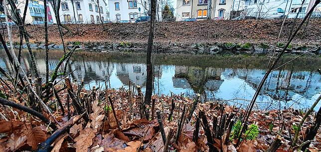 Vor allem die vielen niedrigwachsenden Büsche wurden stark zurückgeschnitten.