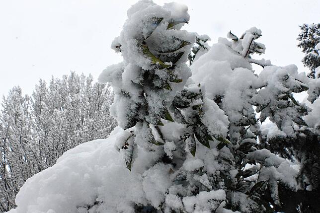 Schneemassen liegen auf den Ästen und Zweigen.