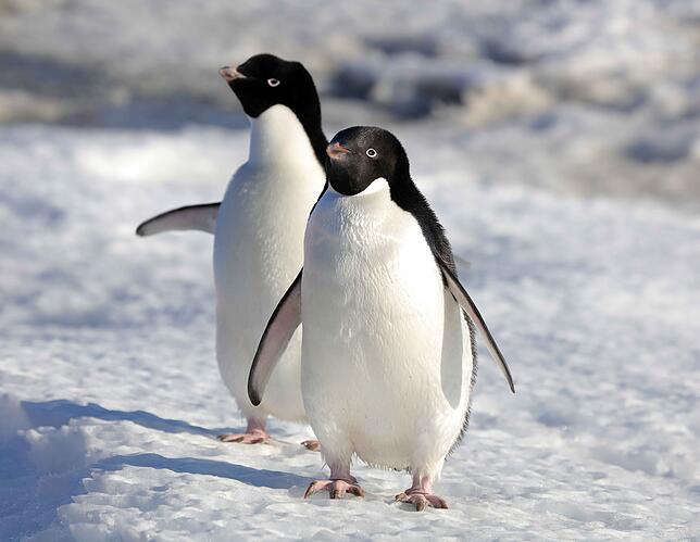 Pinguine zeigen bislang keine Anzeichen von Stress.