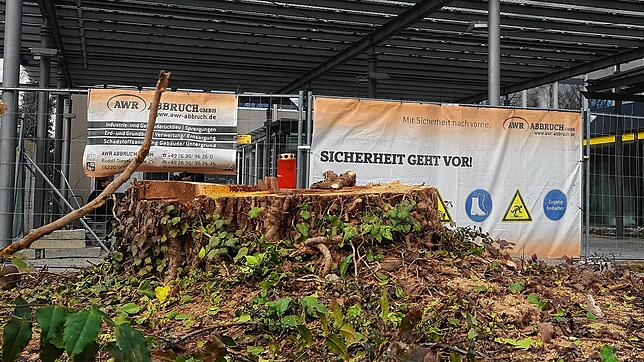 Trauer um die gefällten Bäume am Telekomhochhaus: Die Eingriffe am Grün haben Debatten im Technischen Ausschuss nach sich gezogen.