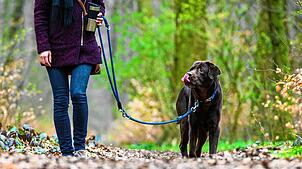 In den Sozialen Netzwerken kursieren derzeit Gerüchte, dass im Bereich zwischen Gurtweil und Waldshut Hundeköder mit Gift ausgelegt ...