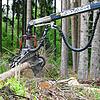 Sturmschäden im Bereich Bierbrunnen: Bei der Aufarbeitung des Sturmholzes kommt ein Vollernter zum Einsatz. Das Holz muss schnell aus ...