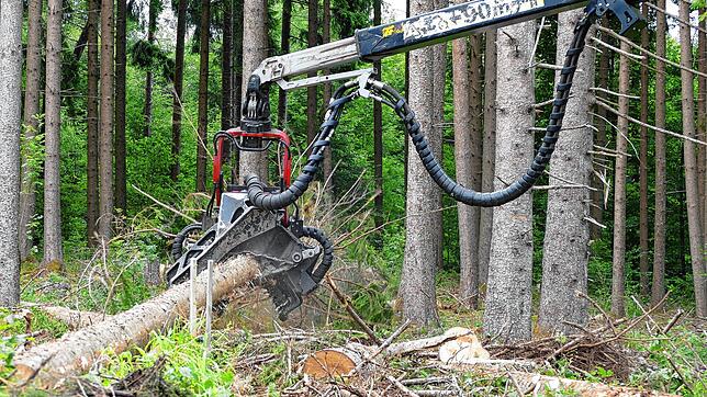 Sturmschäden im Bereich Bierbrunnen: Bei der Aufarbeitung des Sturmholzes kommt ein Vollernter zum Einsatz. Das Holz muss schnell aus ...