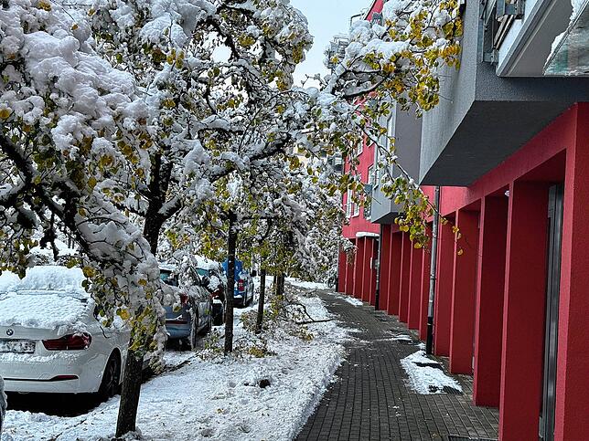 Bild 7: So schön ist der Schnee in Bad Säckingen und auf dem Hotzenwald! Wir haben die Bilder