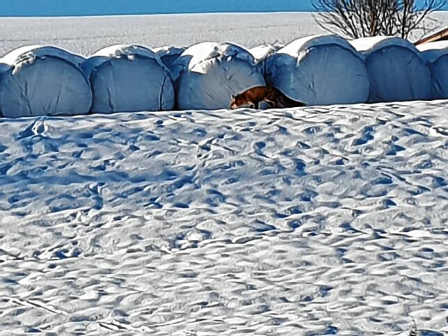Wenn die ganze Landschaft unter der weißen Schneedecke versinkt, wird es auch für die Waldtiere schwieriger, an Nahrung zu kommen. So ...