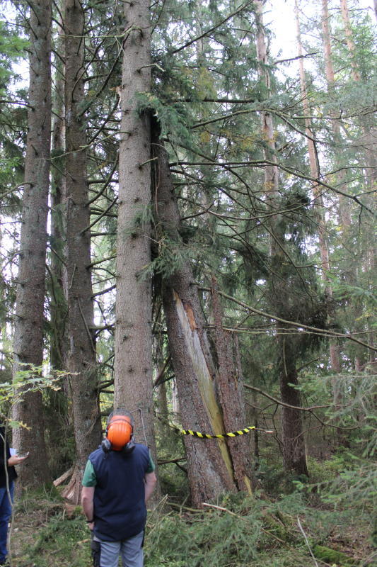 Der gesprengte Baum kann abtransportiert werden.