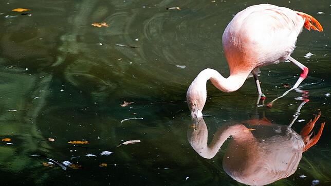 Flamingos gibt es in Deutschland vor allem in Zoos - wie hier in Dortmund. (Archivbild)