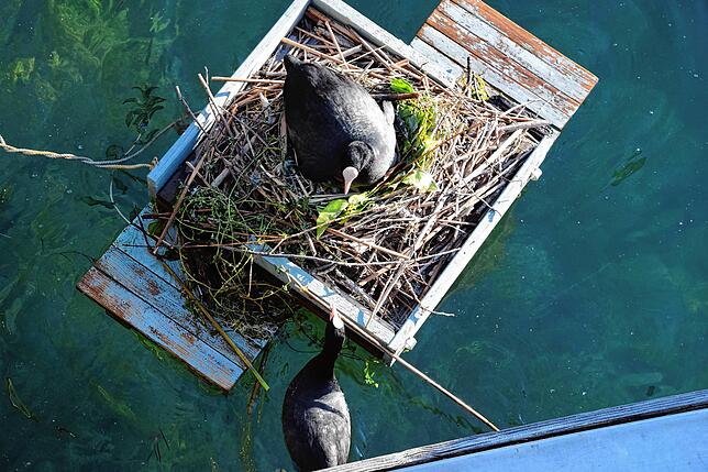 Bild 8: So süß! Die Küken der Blässhühner im Hafen von Bodman schlüpfen